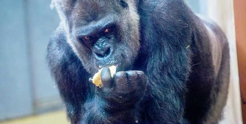 Tortával ünnepelték a negyvenéves Golo nevű hím gorillát a fővárosi Állatkertben