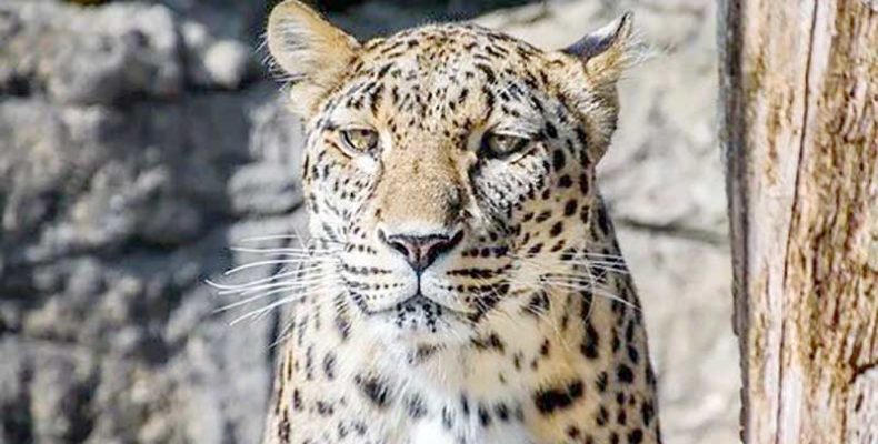 Kisfilmen megfigyelhető az a fővárosi állatkert nőstény perzsa leopárdja